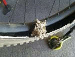 Bicycle wheel rim Rim Invertebrate Spoke Automotive tire